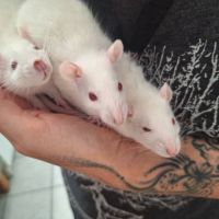 Ratons mâles à l'adoption, #5