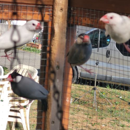 Très jolie padda de java #1