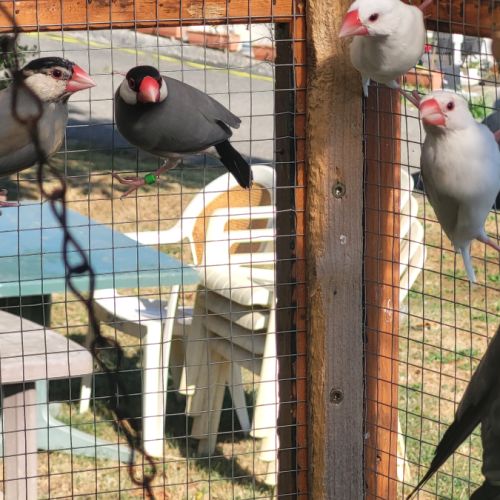 Très jolie padda de java #2