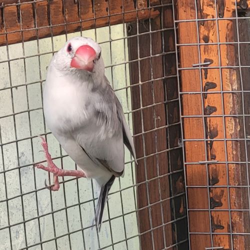 Très jolie padda de java #4