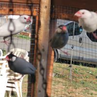 Très jolie padda de java #1