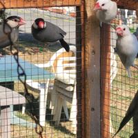 Très jolie padda de java #2