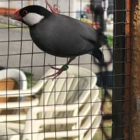 Très jolie padda de java #3