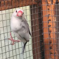 Très jolie padda de java #4