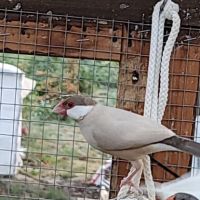 Très jolie padda de java #0