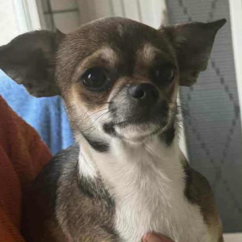 Chiots chihuahua mâles & femelles lof et non lof #3