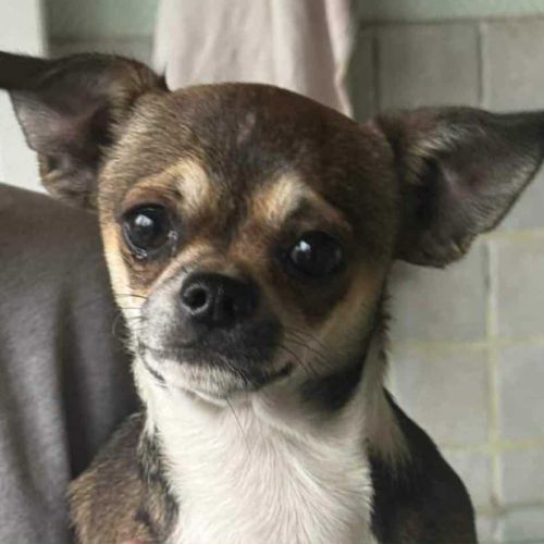 Chiots chihuahua mâles & femelles lof et non lof #4