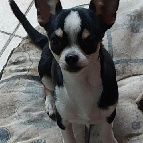 Chiots chihuahua mâles & femelles lof et non lof #2