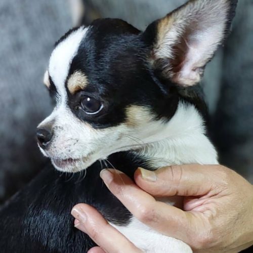 Chiots chihuahua mâles & femelles lof et non lof #3