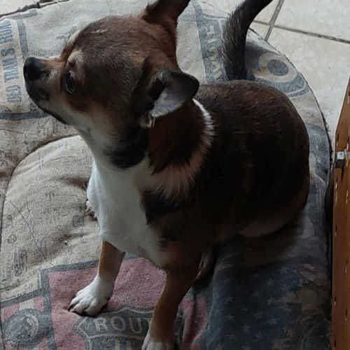 Chiots chihuahua mâles & femelles lof et non lof #4