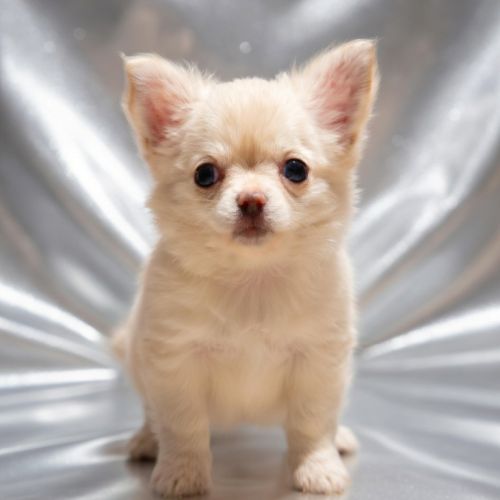 Chiots chihuahua poils courts et poils longs