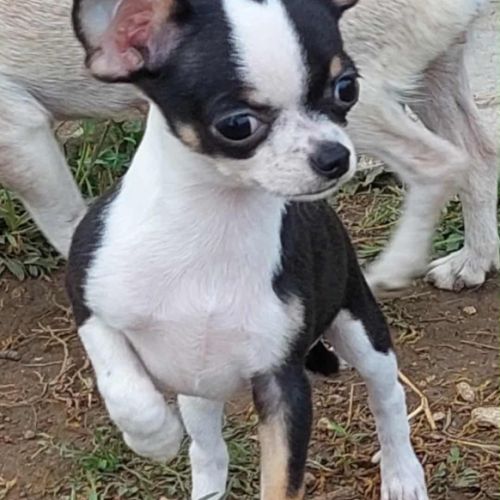 Chiots chihuahua mâles & femelles lof et non lof #5