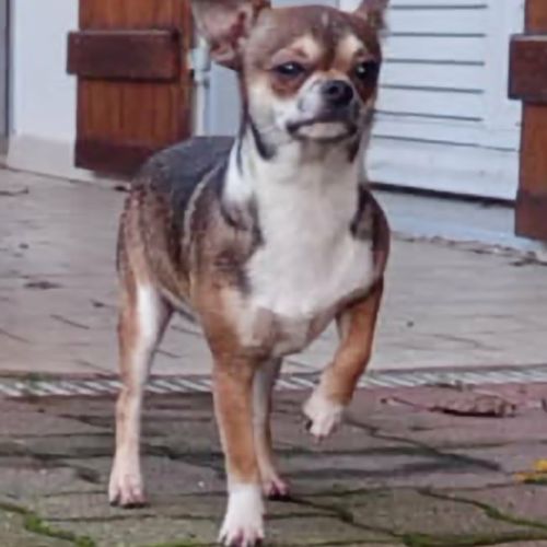 Chiots chihuahua mâles & femelles lof et non lof #6