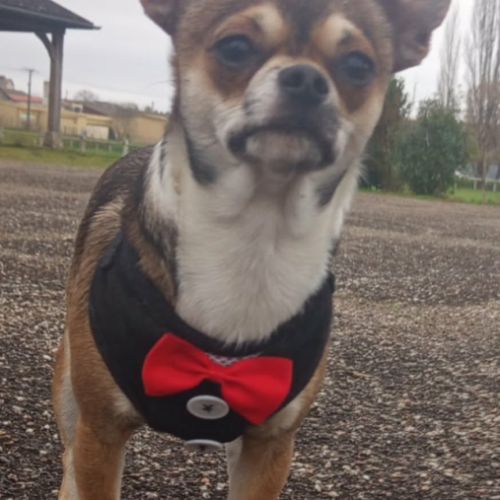 Chiots chihuahua mâles & femelles lof et non lof #7