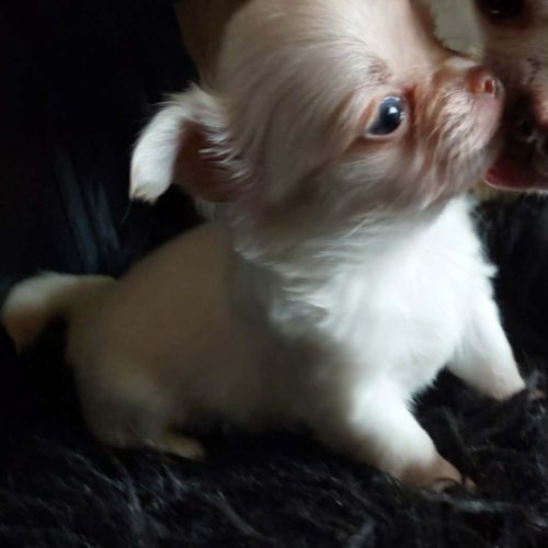 Chiots chihuahua poils courts et poils longs #4