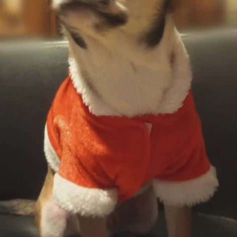 Chiots chihuahua mâles & femelles lof et non lof #8