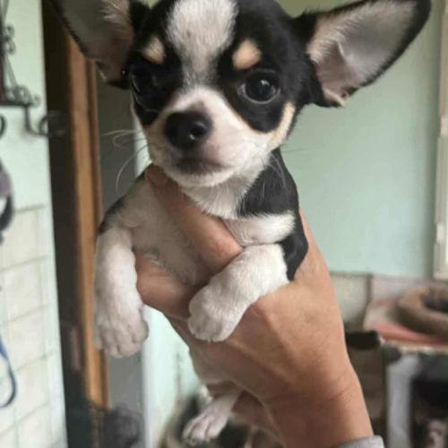 Chiots chihuahua mâles & femelles lof et non lof #7