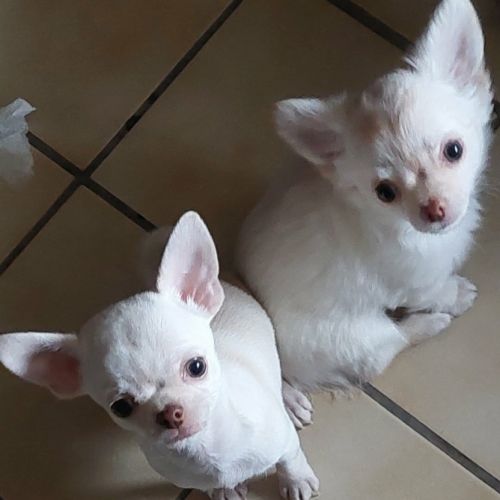 Chiots chihuahua poils courts et poils longs