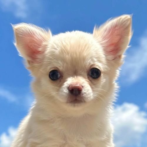 Chiots chihuahua poils courts et poils longs #5