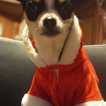 Chiots chihuahua mâles & femelles lof et non lof #9