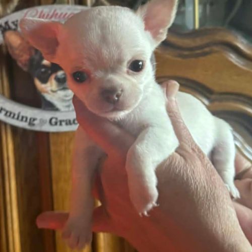 Chiots chihuahua poils courts et poils longs #7