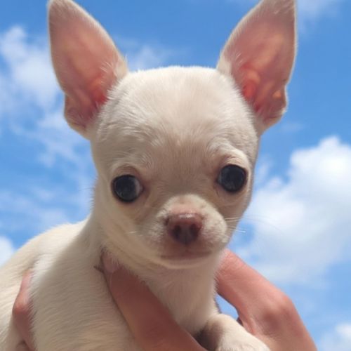 Chiots chihuahua poils courts et poils longs #8