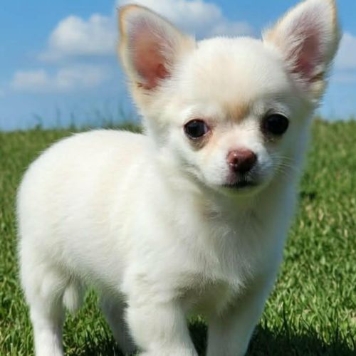 Chiots chihuahua poils courts et poils longs #9