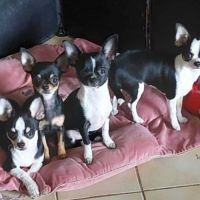 Chiots chihuahua mâles & femelles lof et non lof