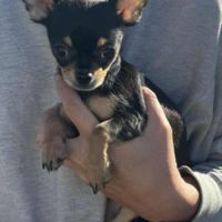 Chiots chihuahua mâles & femelles lof et non lof #2