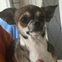 Chiots chihuahua mâles & femelles lof et non lof #3