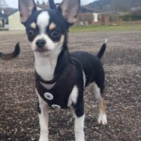 Chiots chihuahua mâles & femelles lof et non lof