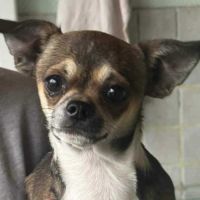 Chiots chihuahua mâles & femelles lof et non lof #4