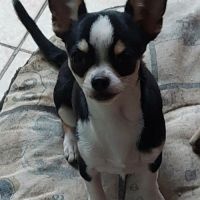 Chiots chihuahua mâles & femelles lof et non lof #2