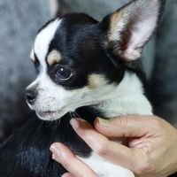 Chiots chihuahua mâles & femelles lof et non lof #3