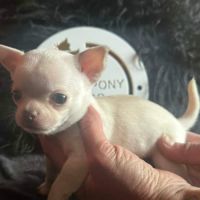 Chiots chihuahua poils courts et poils longs #2