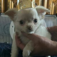 Chiots chihuahua poils courts et poils longs #3