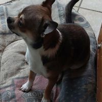 Chiots chihuahua mâles & femelles lof et non lof #4