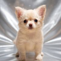 Chiots chihuahua poils courts et poils longs