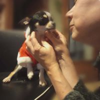 Chiots chihuahua mâles & femelles lof et non lof #5