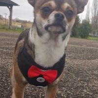 Chiots chihuahua mâles & femelles lof et non lof #7