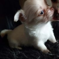 Chiots chihuahua poils courts et poils longs #4