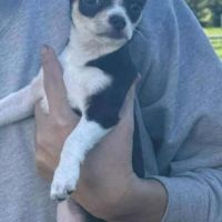 Chiots chihuahua mâles & femelles lof et non lof #6