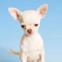 Chiots chihuahua poils courts et poils longs #3