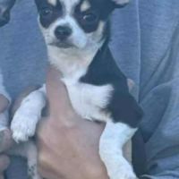 Chiots chihuahua poils courts et poils longs