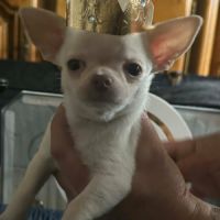 Chiots chihuahua poils courts et poils longs #6