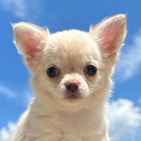 Chiots chihuahua poils courts et poils longs