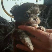 Chiots chihuahua poils courts et poils longs #6