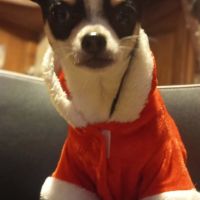 Chiots chihuahua mâles & femelles lof et non lof #9