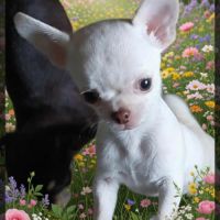 Chiots chihuahua poils courts et poils longs #7