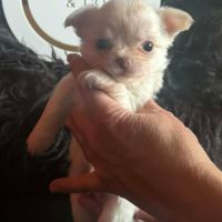 Chiots chihuahua poils courts et poils longs #8